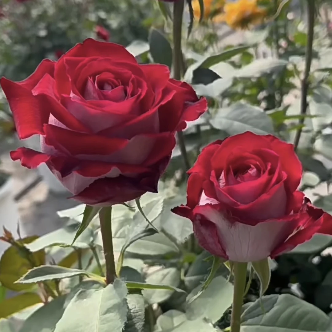 情书 根接苗 匠人月季 玫瑰花 四季开花阳台盆栽植物