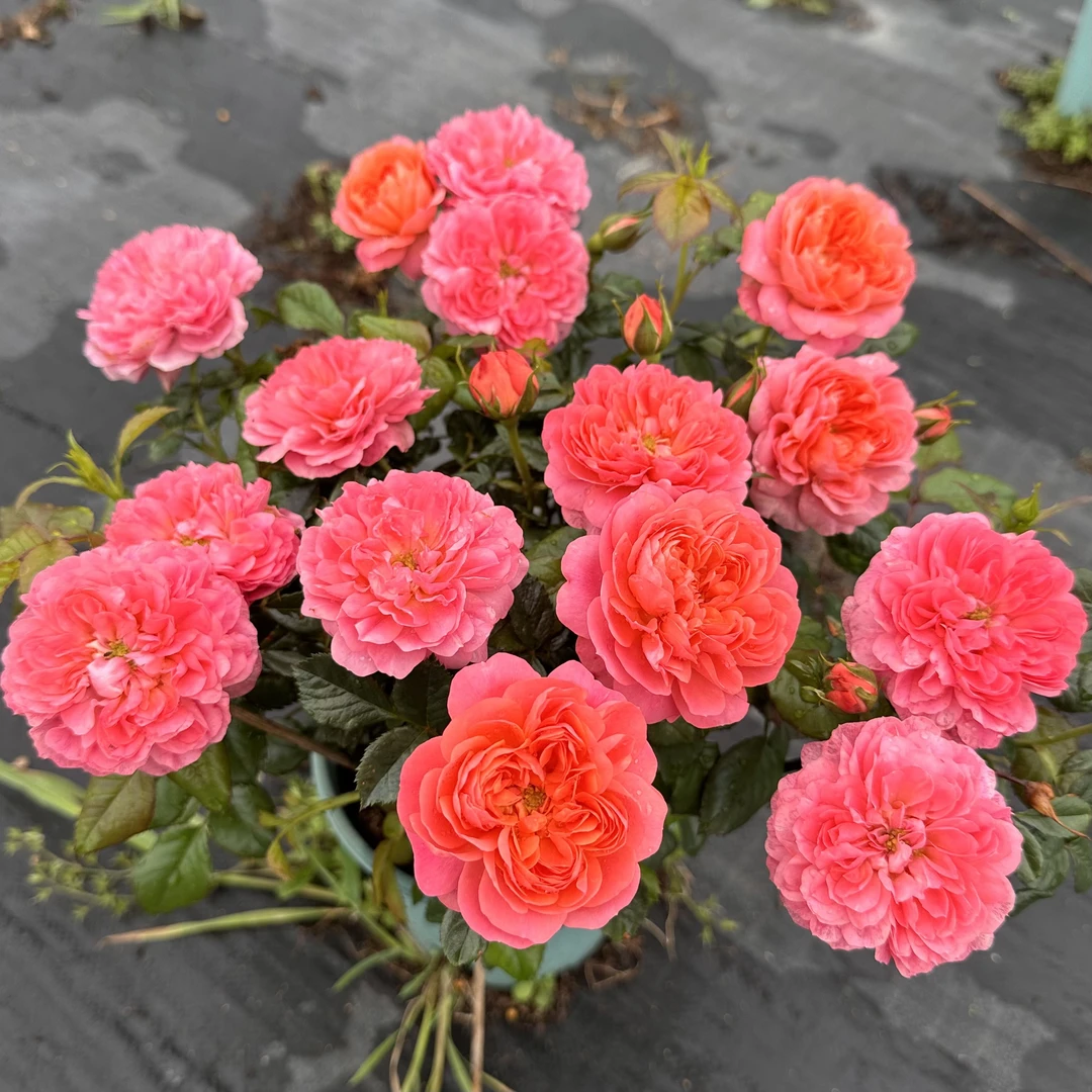 血橙 红果汁阳台 根接苗 匠人月季 玫瑰花 四季开花阳台盆栽植物