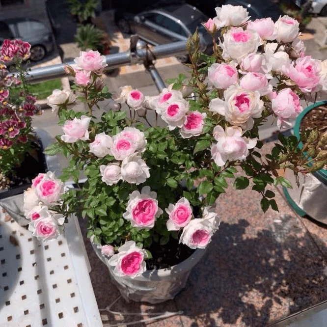 日本超微玛丽 根接苗 匠人月季 玫瑰花 四季开花阳台盆栽植物