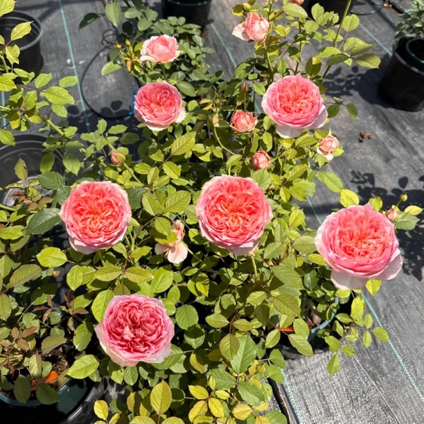 桃染 根接苗 匠人月季 玫瑰花 四季开花阳台盆栽植物