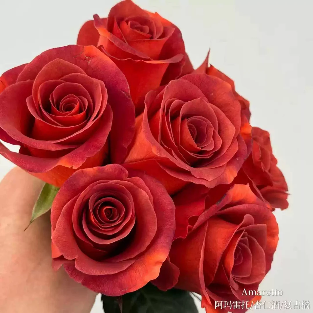 杏仁酒/阿玛雷托 根接苗 匠人月季 玫瑰花 四季开花阳台盆栽植物