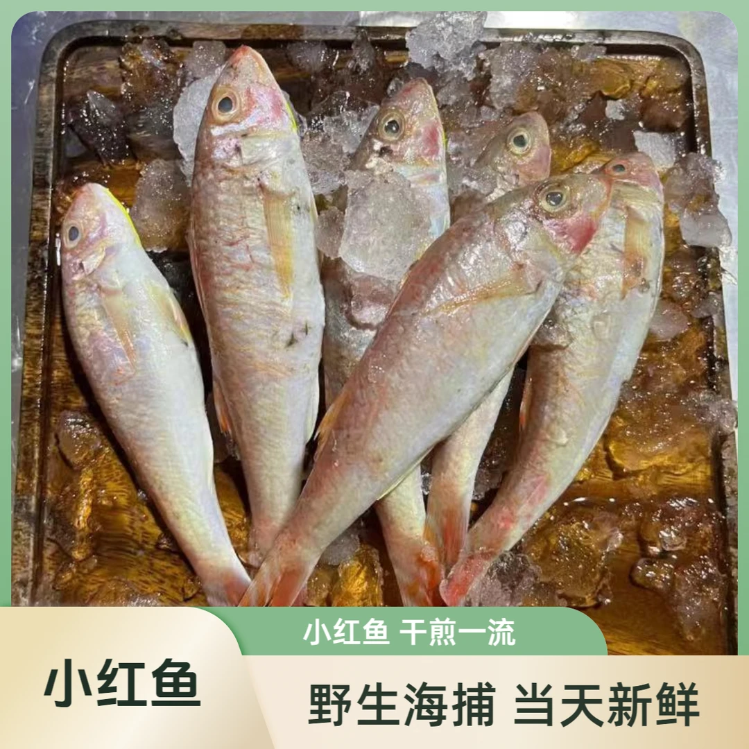 本港自捕 花尾流鱼 小红鱼 红鱼 天然新鲜速冻顺丰冷链