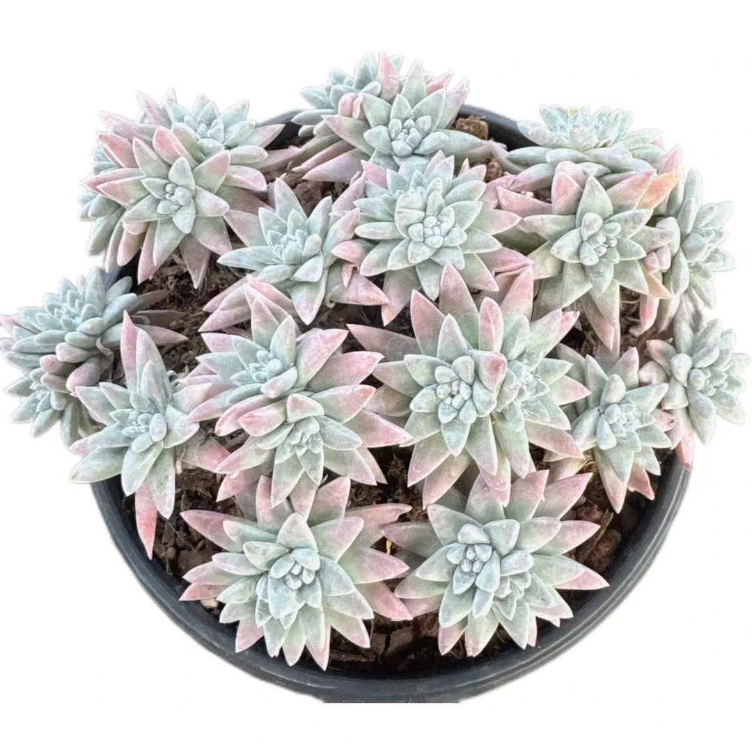 洋洋多肉（白菊群）满19包邮 以直播间展示为准