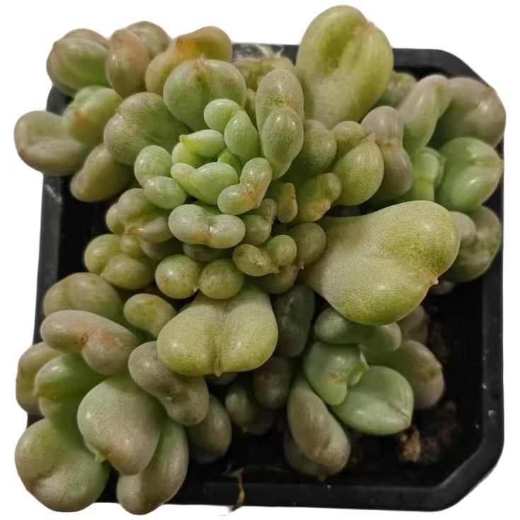 洋洋家多肉（比尔盖次）多肉植物