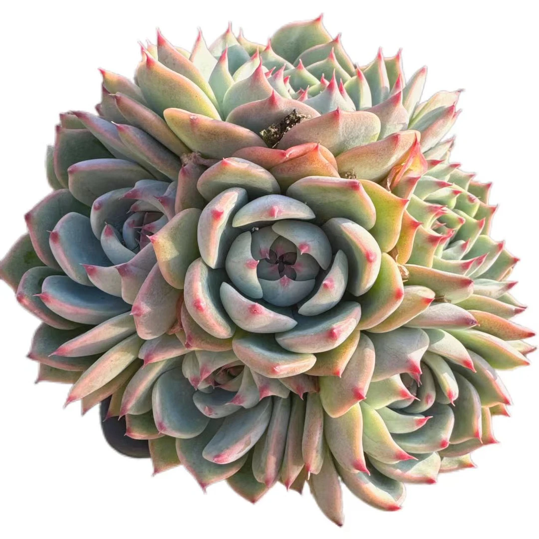 洋洋多肉（吉娃娃多头）满19包邮 以直播间展示为准 多肉植物