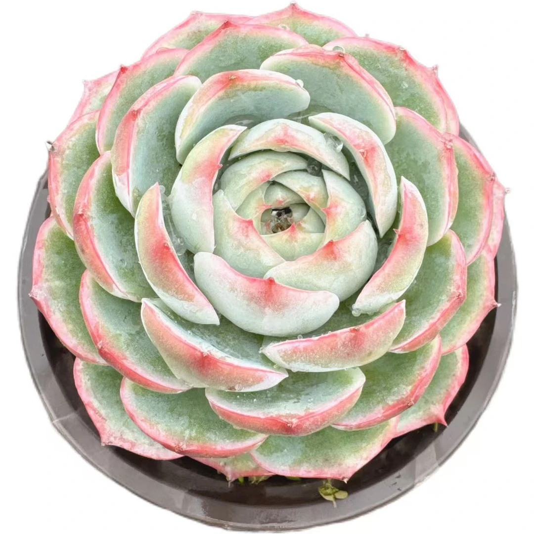 洋洋多肉（单头侧影）满19包邮 以直播间展示为准 多肉植物