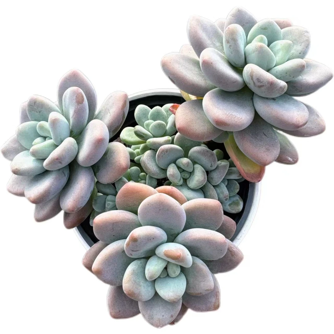 洋洋多肉（红洛神）满19包邮 以直播间展示为准 多肉植物