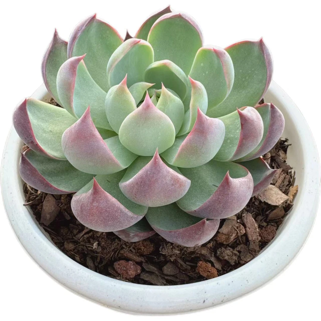 洋洋多肉（惊鸿仙子）满19包邮 多肉植物 云南基地直发