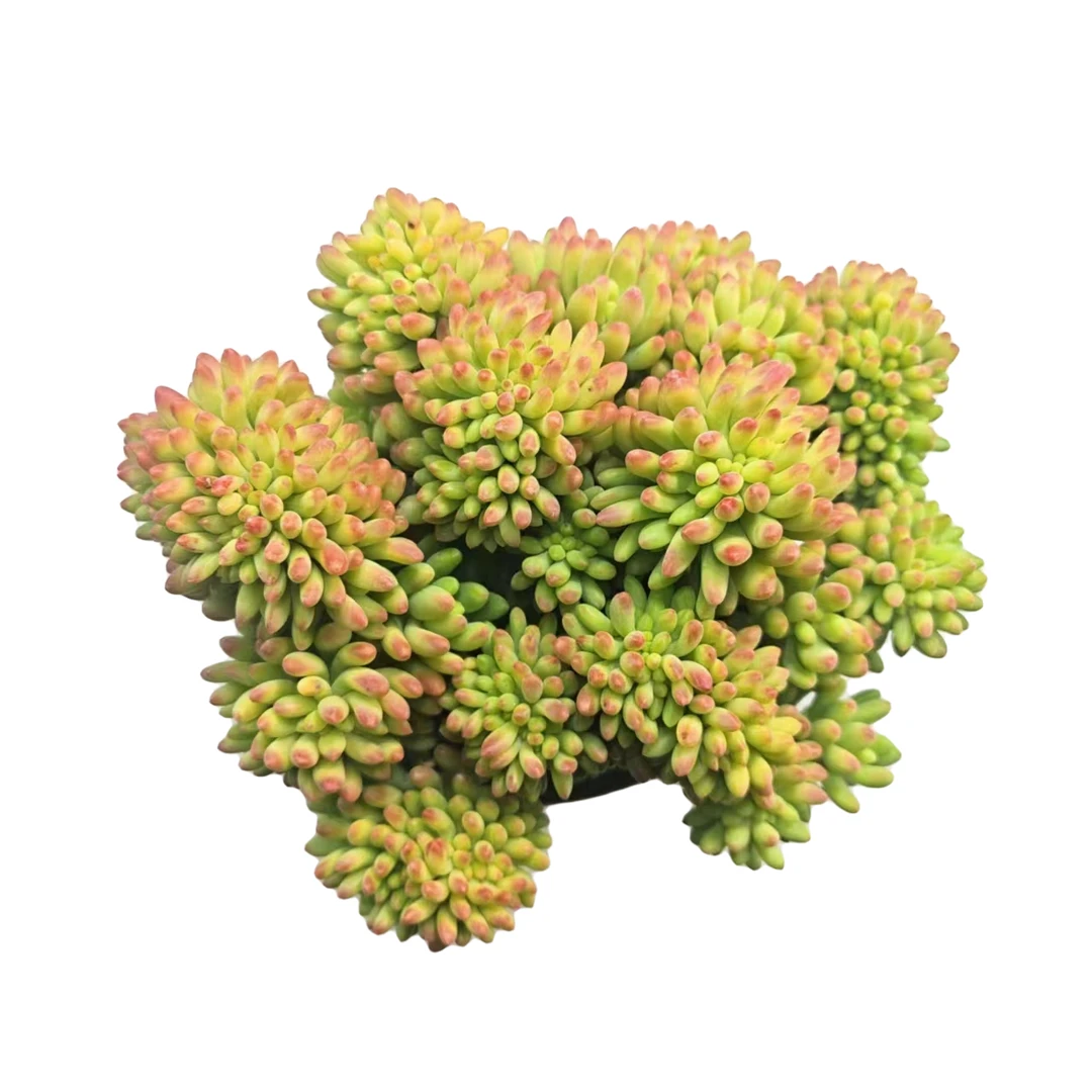 洋洋家（钻石葡萄缀化）多肉植物云南基地直发室内修剪上盆空气