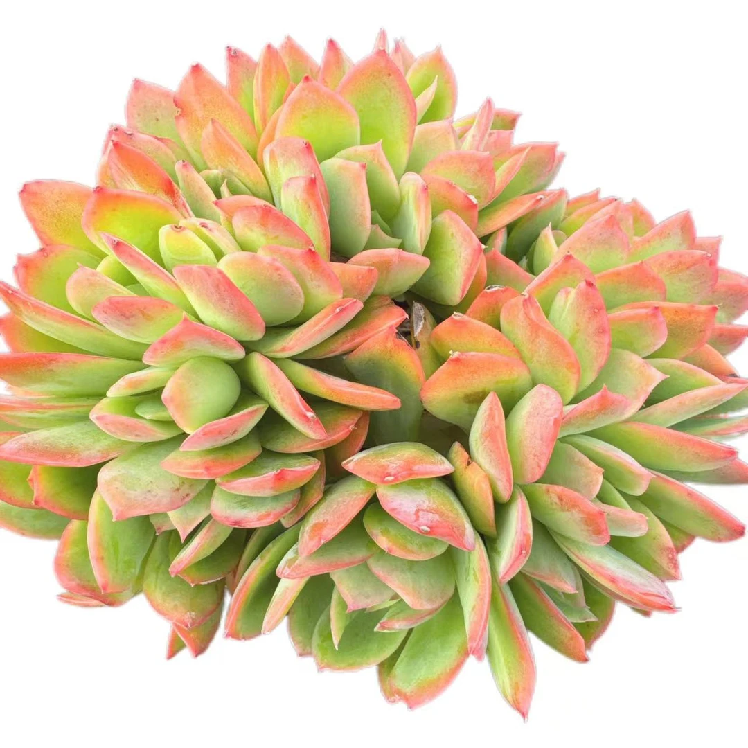 洋洋多肉（绮罗缀化）满19包邮 以直播间展示为准 多肉植物