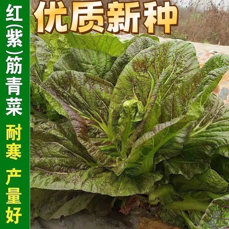 【满五包包邮】紫红芥菜种子四季蔬菜种子四川芥菜种籽南方北方