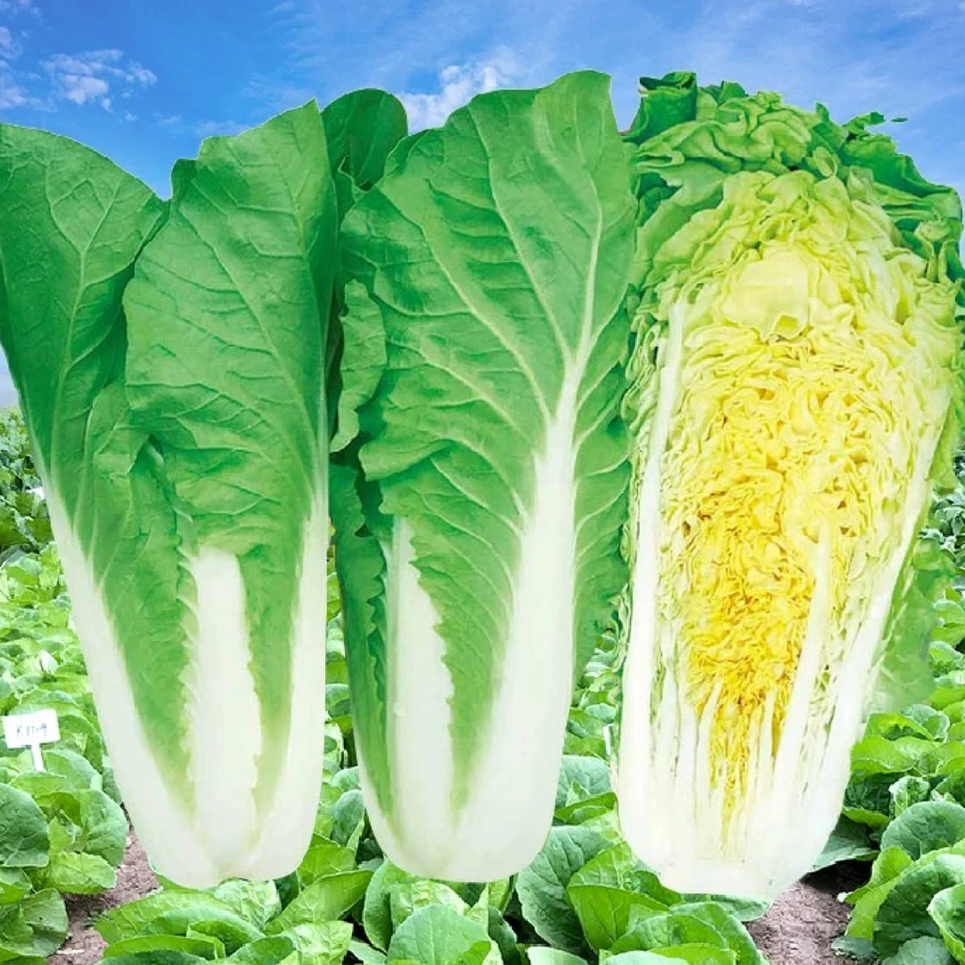 【满五包包邮】四季快菜种子黄心小杂56快菜种籽菜种春夏秋冬易种