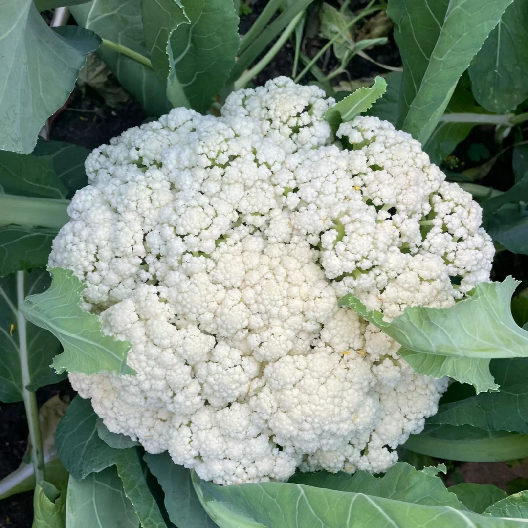 【满5包包邮】白雪花菜西兰花种籽白花菜种四季蔬菜大全