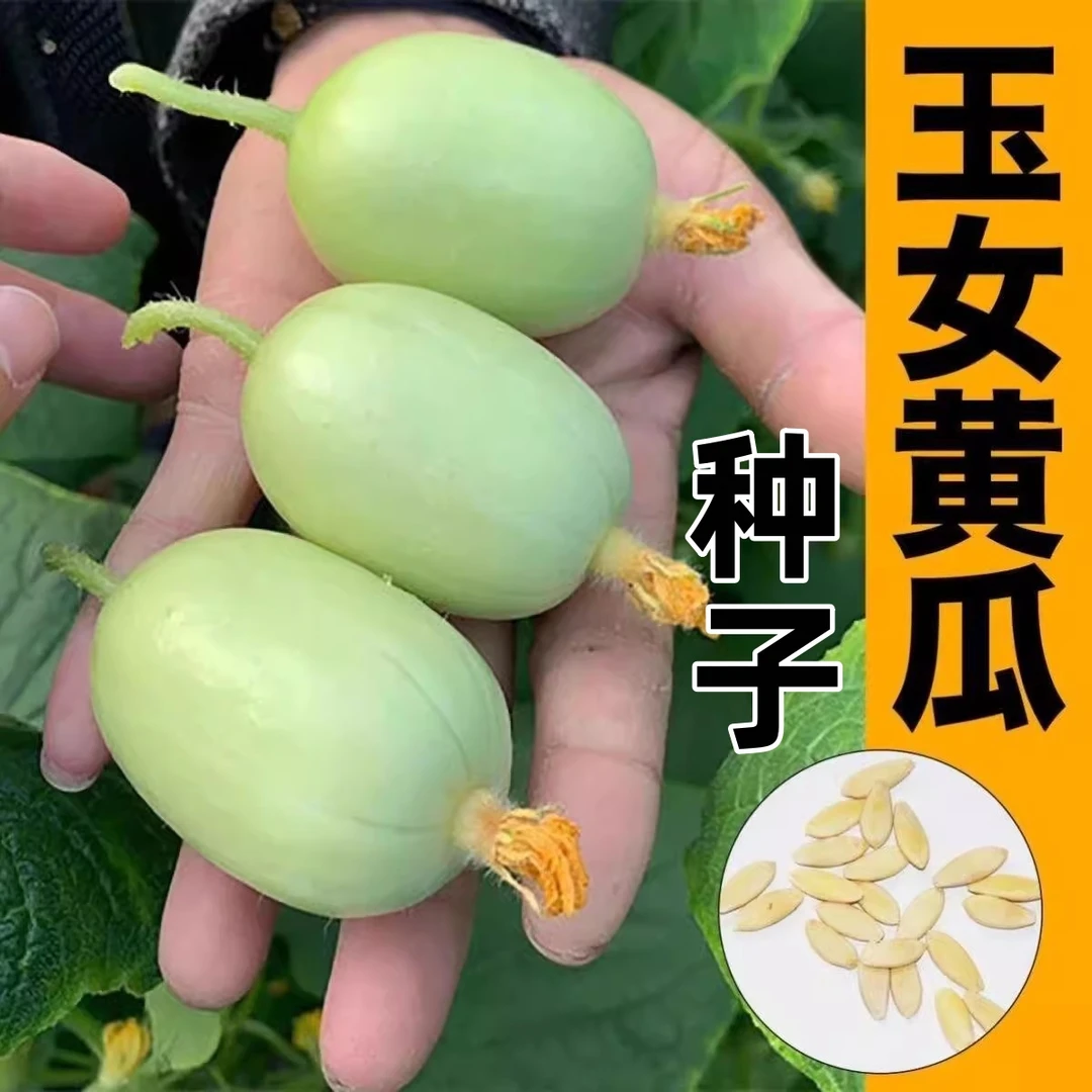 【满五包包邮】玉女水果黄瓜种子脆甜拇指小黄瓜种籽易种蔬菜