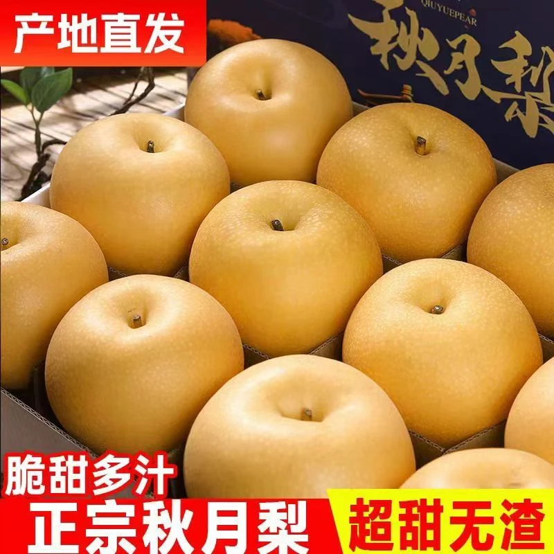 正宗山东特产秋月梨冰糖梨脆甜多汁 单果200g-300g 净重8.5斤