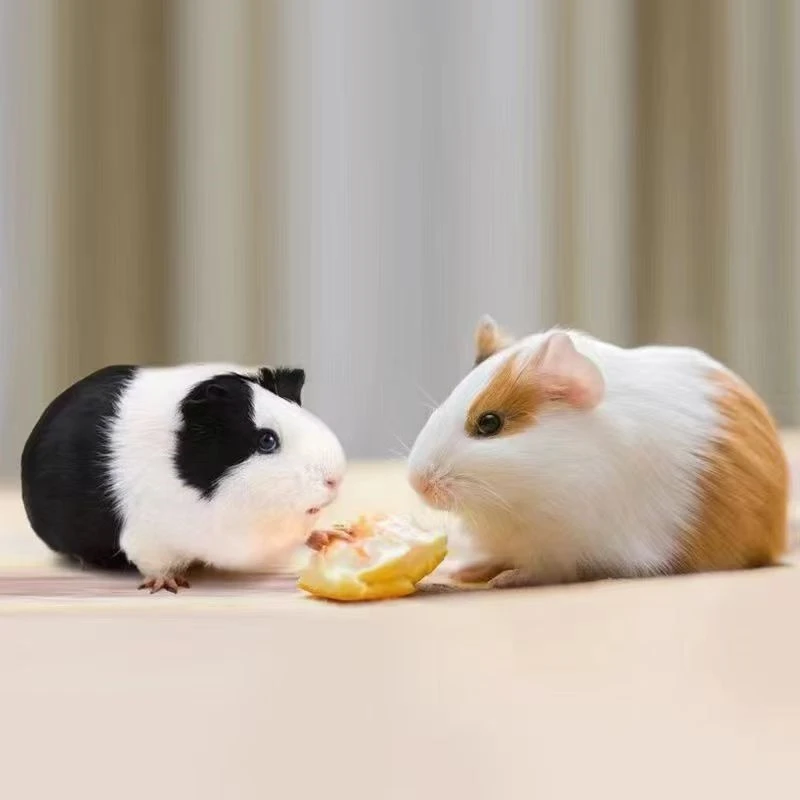 荷兰猪活体豚鼠活物猪天竺鼠黑豚菜彩豚荷兰兔白豚宠物猪荷兰鼠