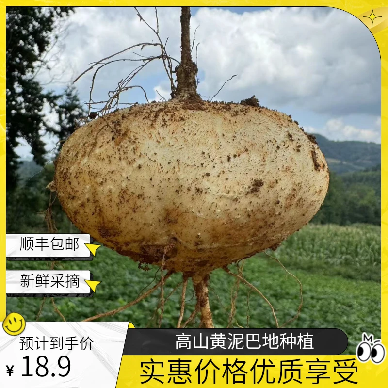 贵州省高山黄泥巴地萝卜（凉薯）