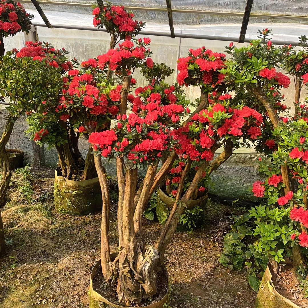 紫花防冻老桩杜鹃花夏季修剪红色户外庭院全场一物一拍不包邮