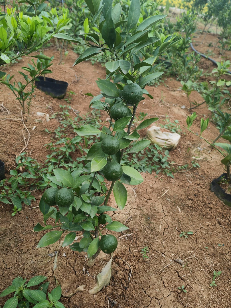 一物一拍冬青绿植