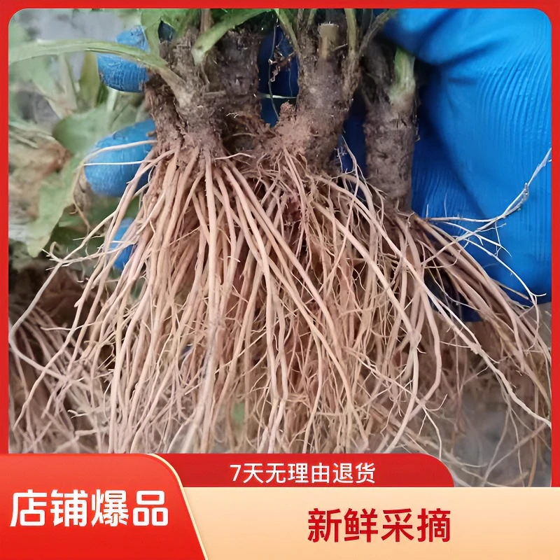 地胆头草药新鲜纯根地胆草根头现挖牛吃埔羊耳草地胆头苦地胆