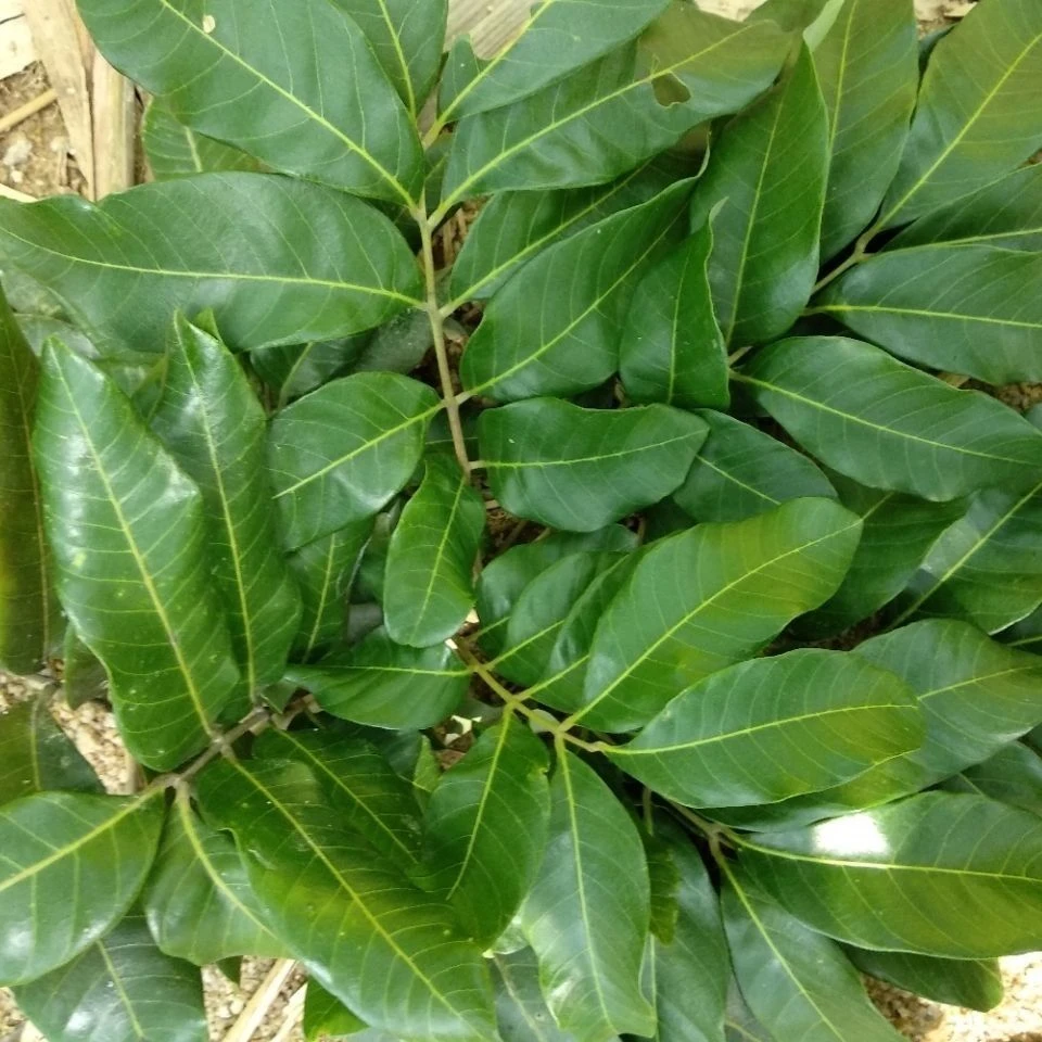 新鲜龙眼叶 养龟叶子龟缸乌 龟龙眼叶 调节酸碱度仿生态养龟发货