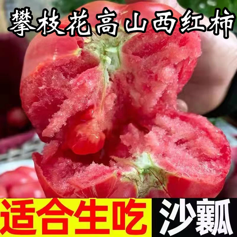 【坏果包赔】攀枝花露天沙瓤西红柿新鲜番茄产地直发树上熟酸甜多汁