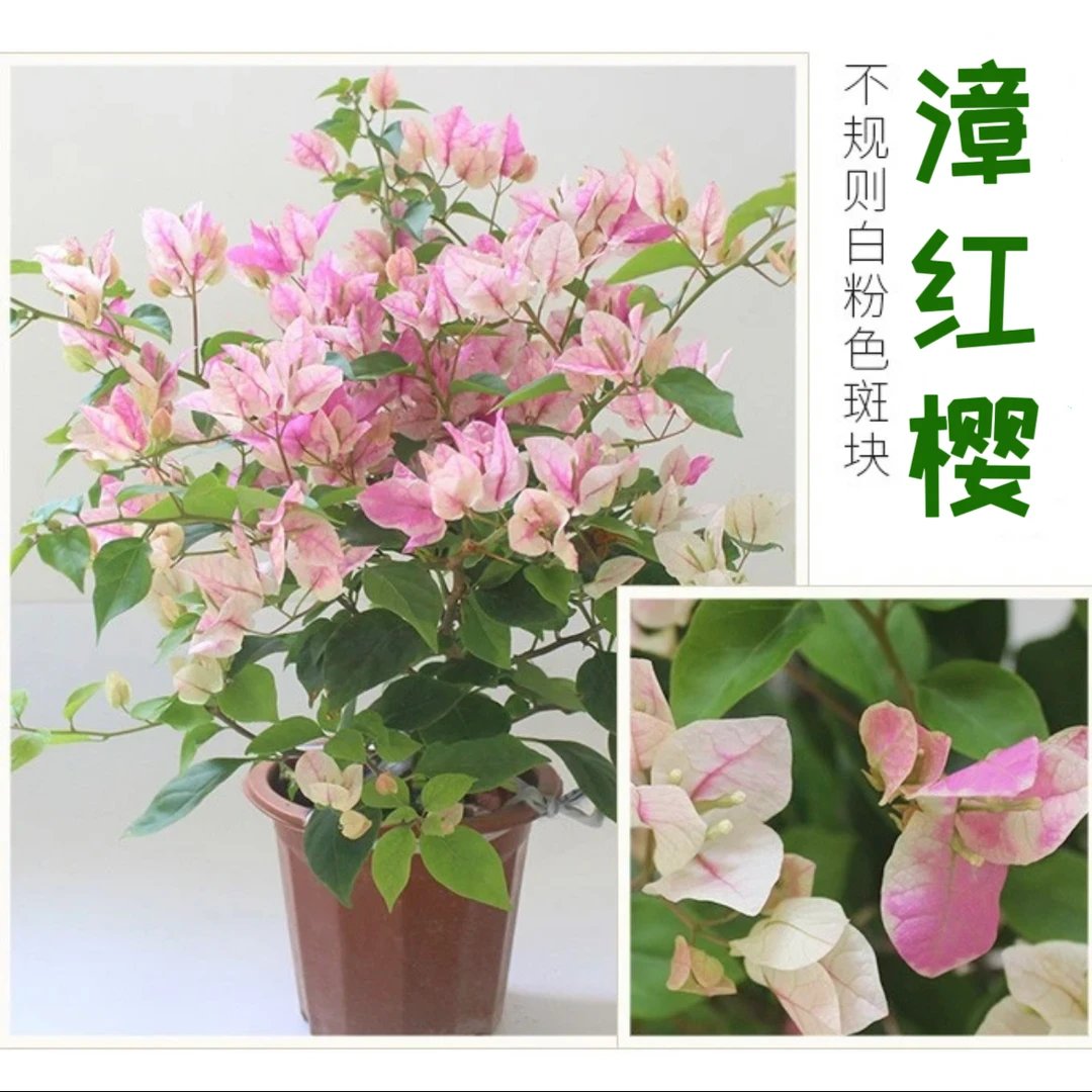 三角梅（百变漳红樱）花蝴蝶四季开花