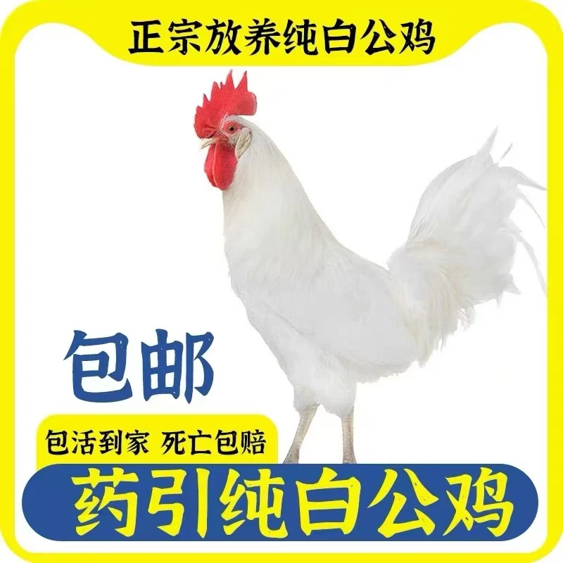 散养土鸡白公鸡，药引白公鸡，三白公鸡
