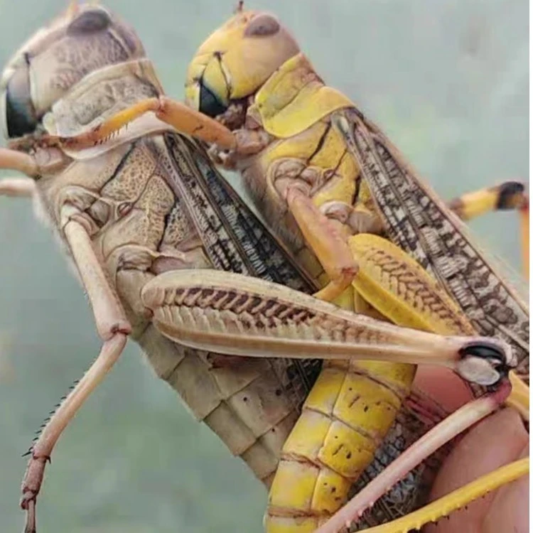 东亚飞蝗蚱蜢餐桌美食公母混合烧烤食材山东蝗虫美味新鲜