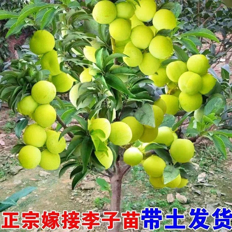 李子树苗，带土带叶发货，盆栽地栽均可