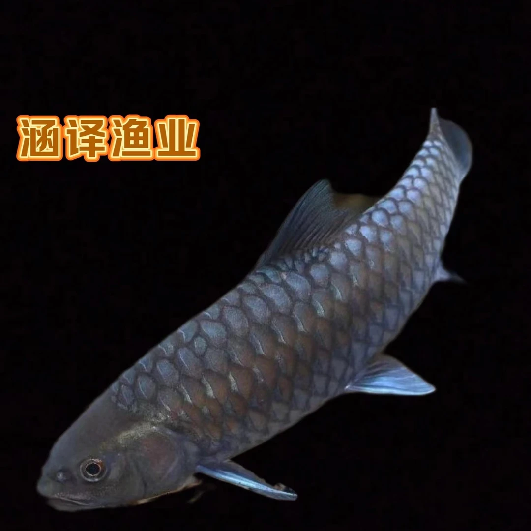 洪崩河异口蓝吉罗真正的发色之王活体发货包邮报损