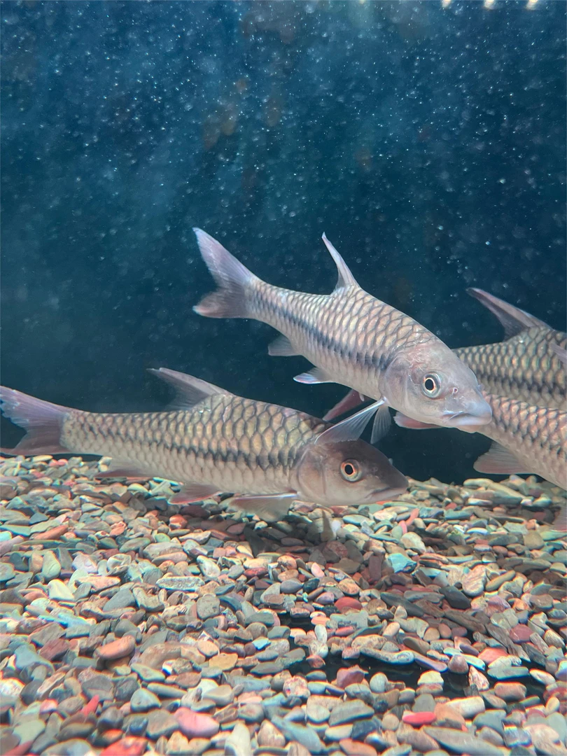 红吉罗/国结原生活体观赏鱼包邮包损