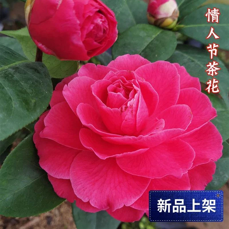 巨型红色云杂类山茶花情人节名贵稀有品种原生苗室内外绿植盆栽苗