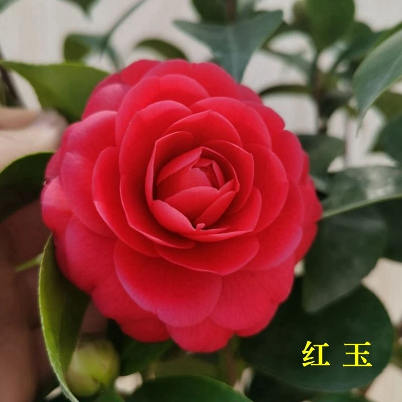 名贵红玉山茶花树苗盆栽带花苞新品种四季花卉绿植艳红色室内正品