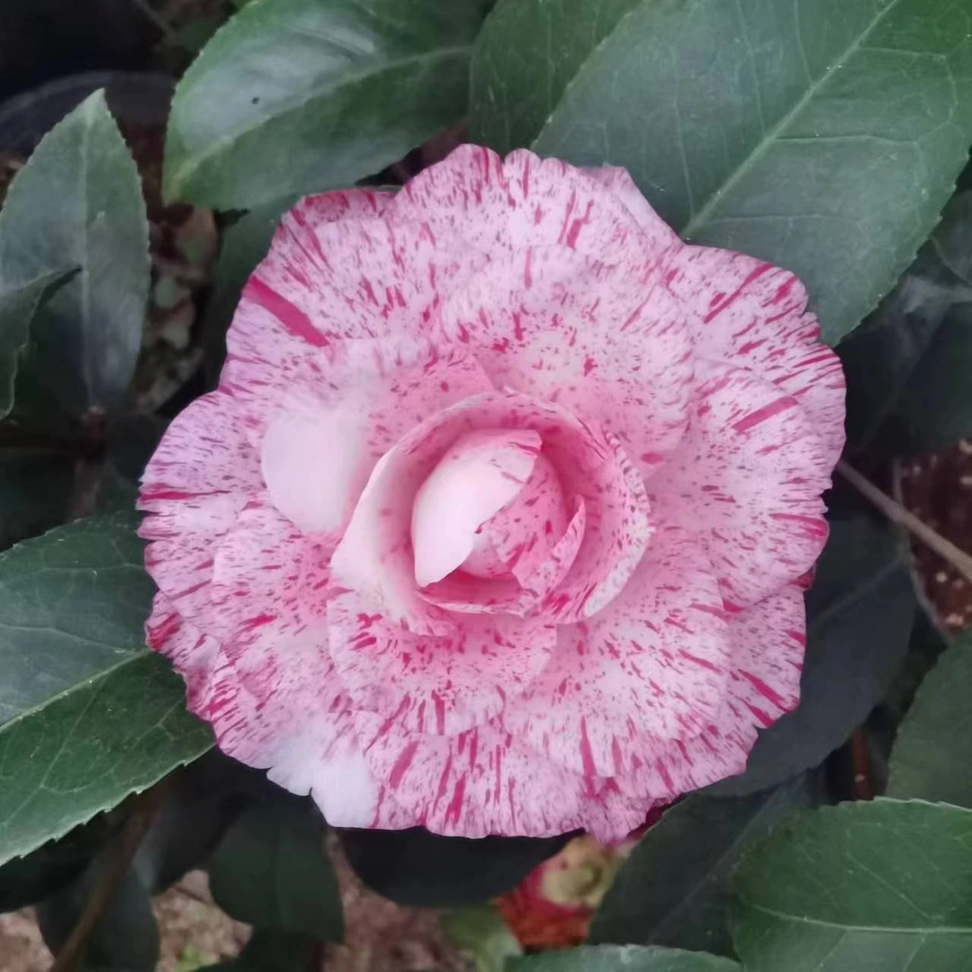 干贝利 名贵稀有福建龙岩精品茶花室内外阳台高档花卉绿植盆栽