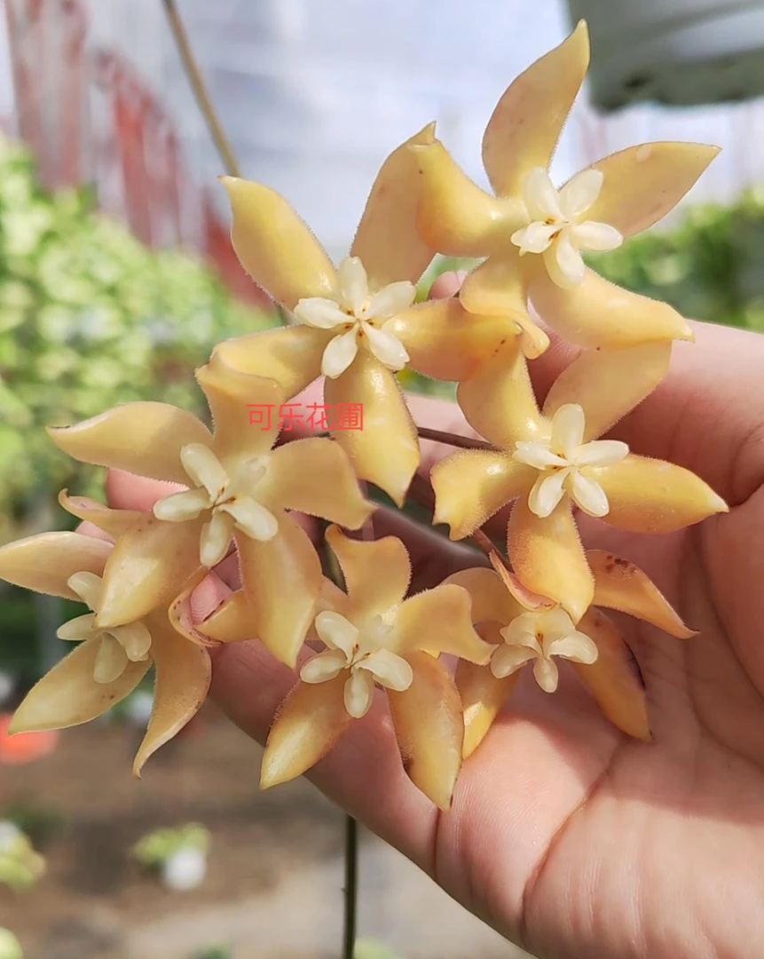 波状叶球兰大叶片爬藤花卉