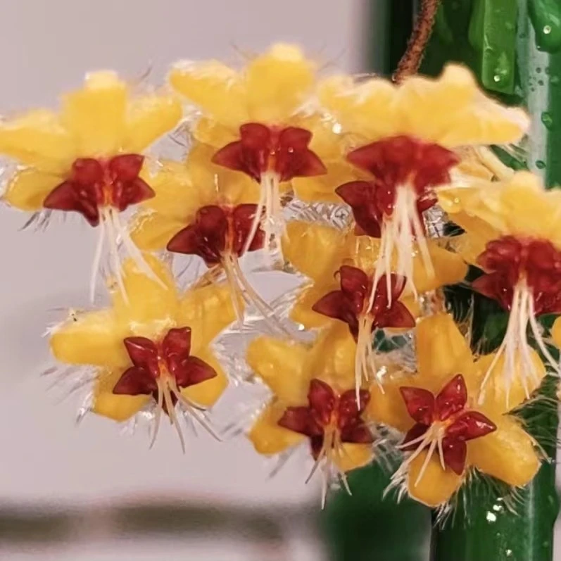 黄金鞭花球兰易开花爬藤阳台植物