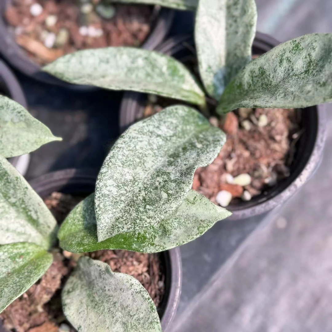 雪花鬼新灰鬼球兰新品种高斑全斑盆栽