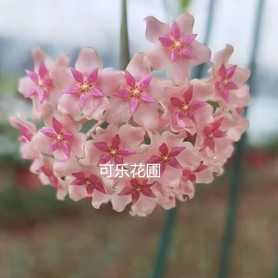 绯岸(可可）球兰室内阳台爬藤垂吊绿植花卉