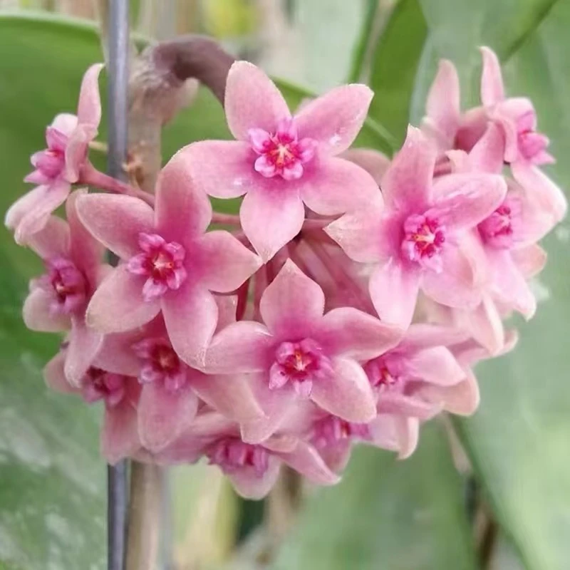 越南球兰爬藤盆栽花卉叶片厚实