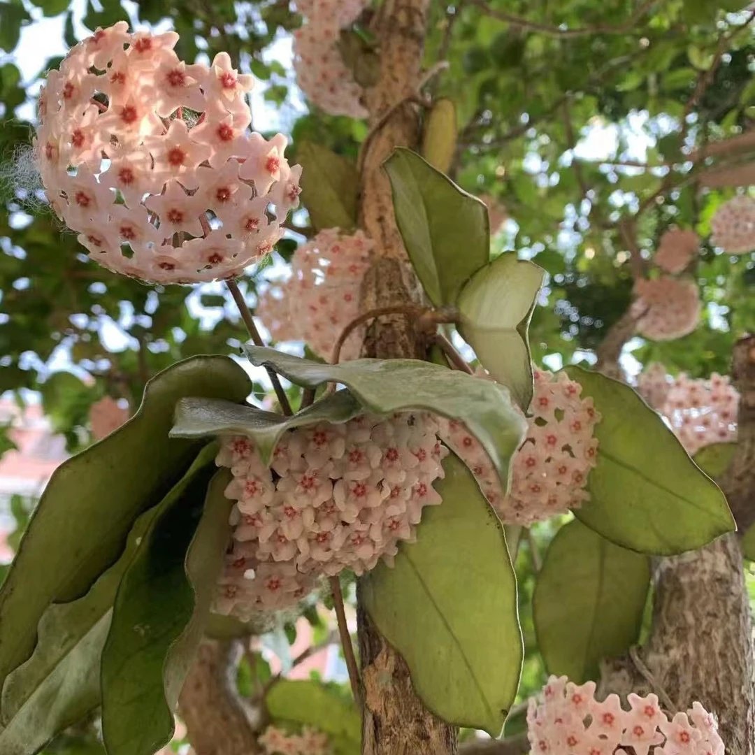 广西球兰大叶品种抗寒耐热爬藤花卉开花淡粉大花球