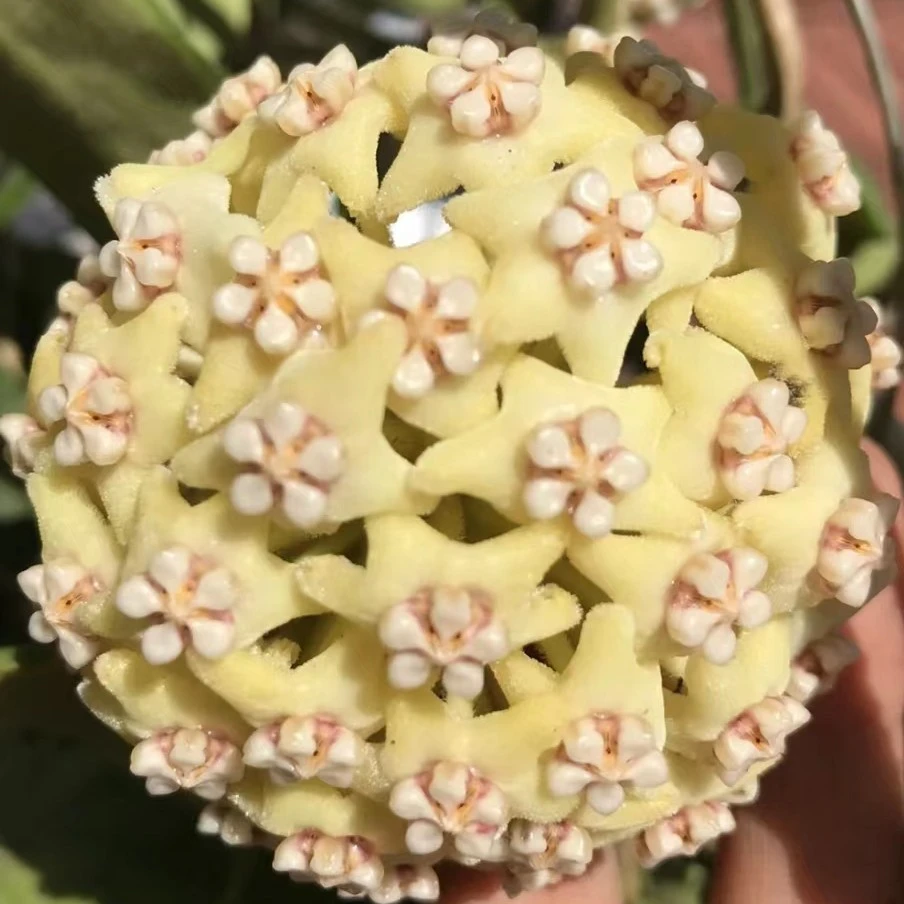 大方叶球兰阳台爬藤花卉