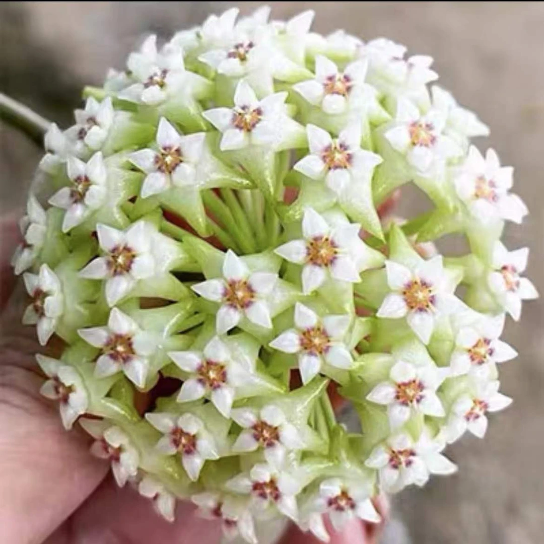 hoya para variegated 帕拉外锦球兰绿植好养