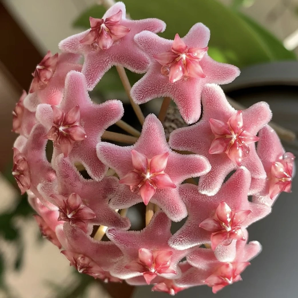 高斑雀斑球兰小苗雀斑勤花开花大花品种阳台趣味美观
