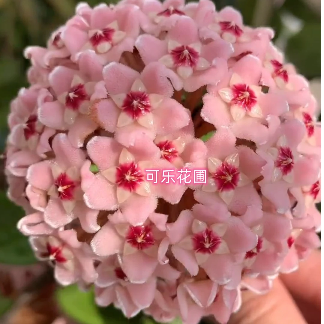 绿叶粉 球兰室内阳台藤本植物花卉盆栽