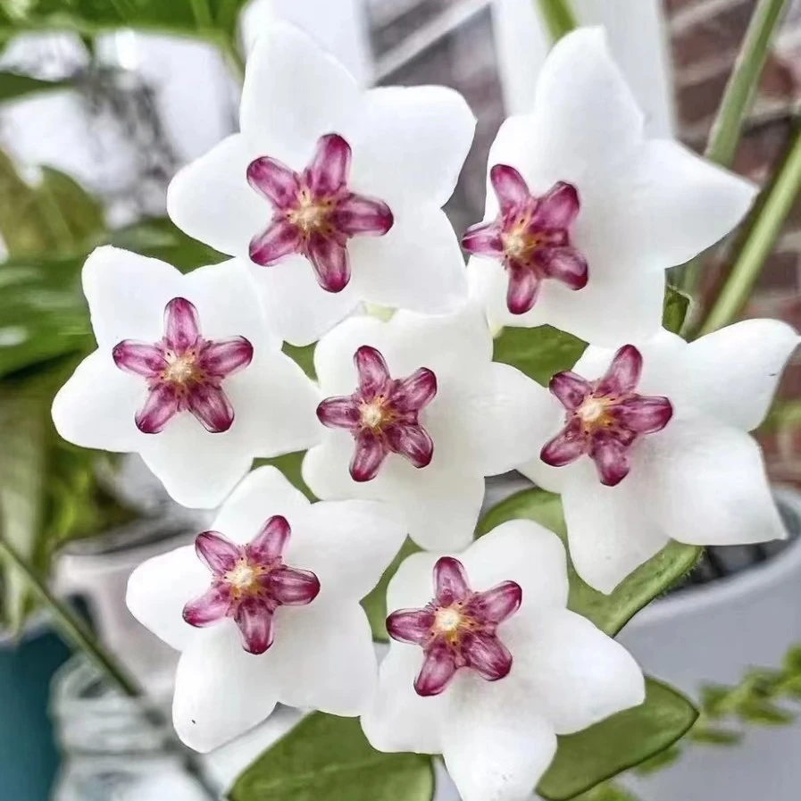 景洪球兰垂吊花卉阳台春季栽培美观夏季趣味开花