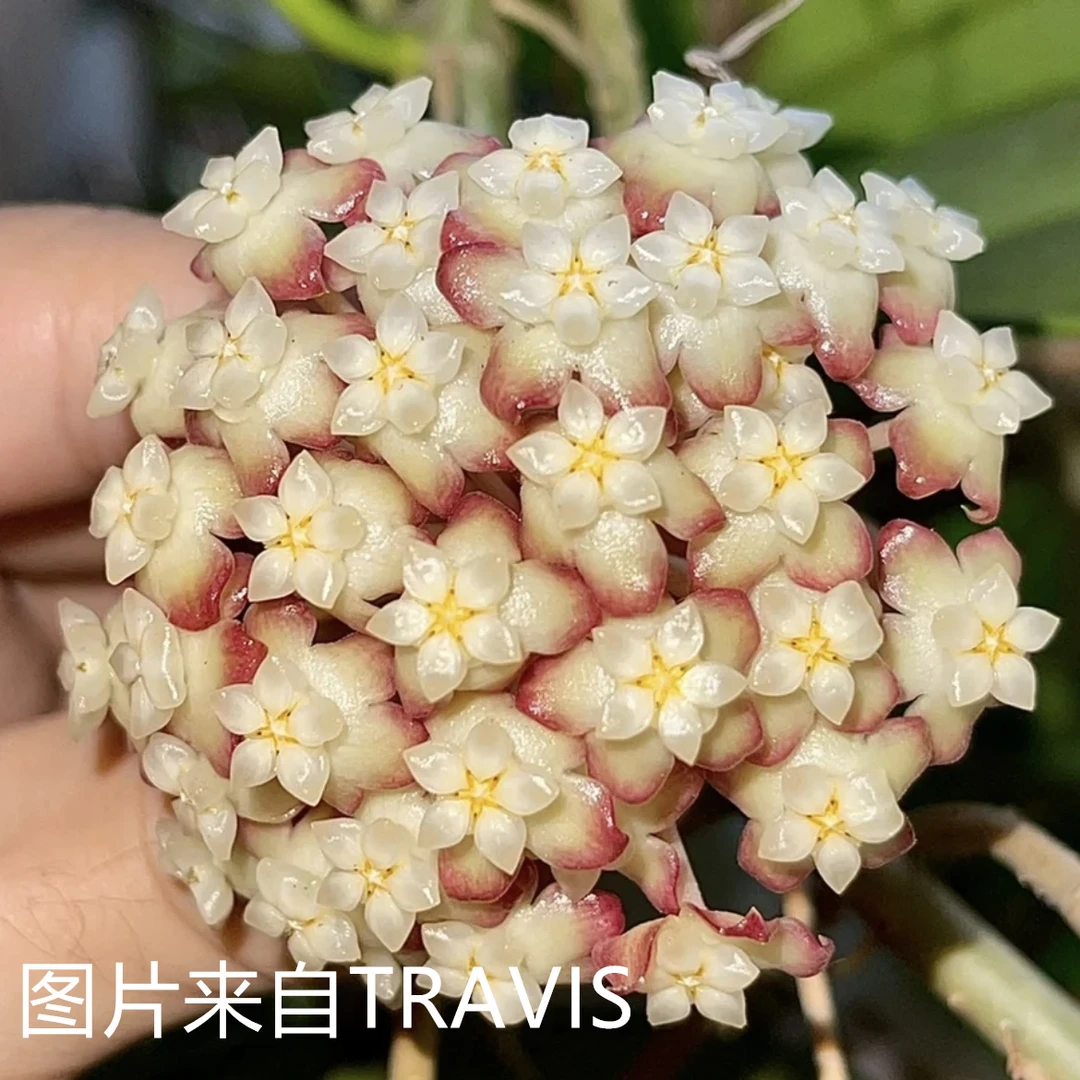 杰尼球兰爬藤大叶品种花卉