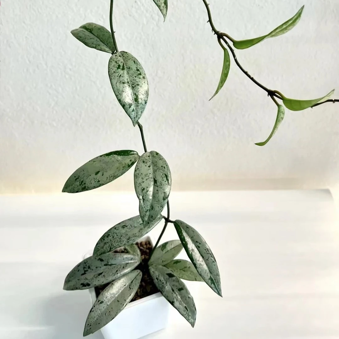 073威尔伯球兰银色高斑球兰爬藤花卉