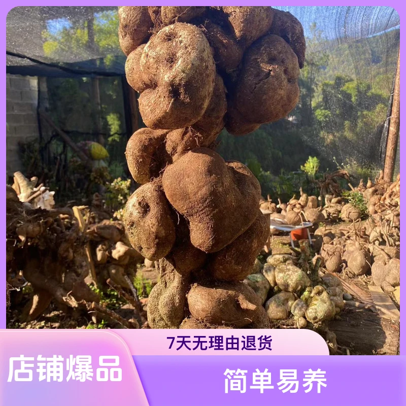 云南五翅梅树罗卜
