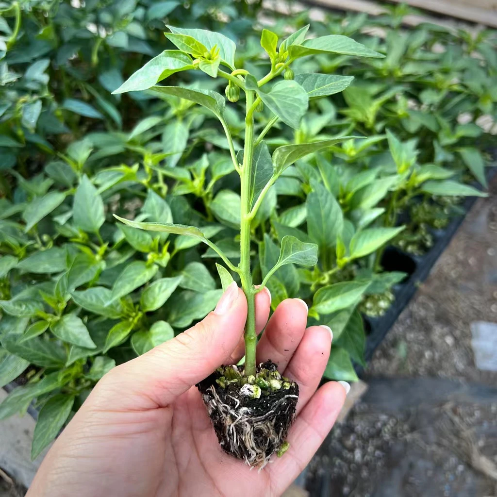 各类辣椒苗 美人椒苗 长线椒苗 薄皮辣椒苗 牛角椒苗花盆小院种植